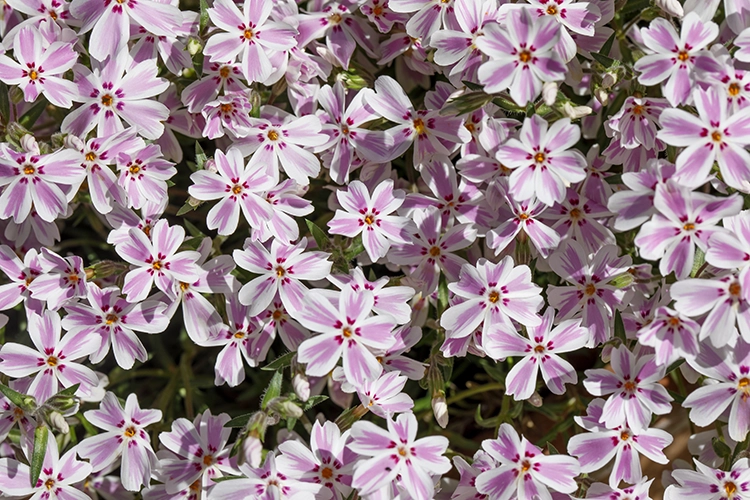 Copyright by Sanja Veljković