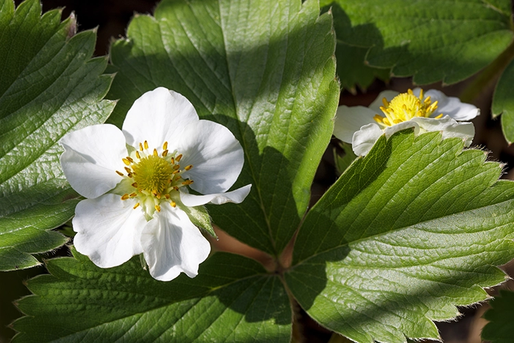 Copyright by Sanja Veljkovic