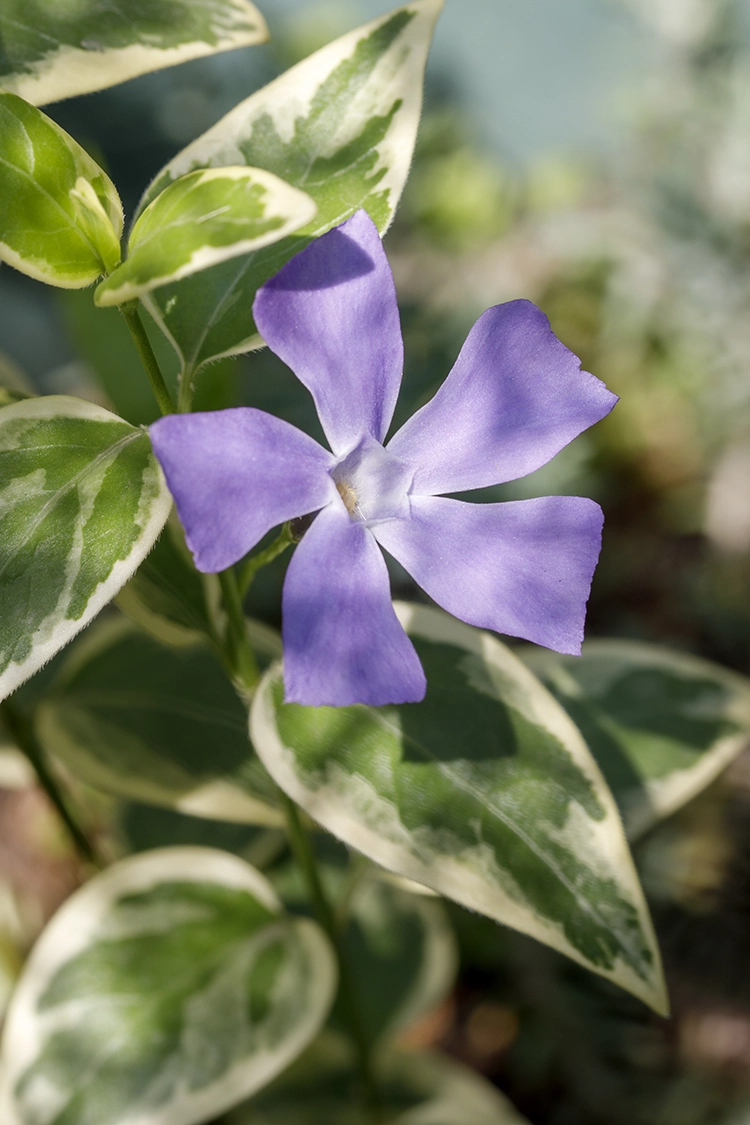 Copyright by Sanja Veljkovic