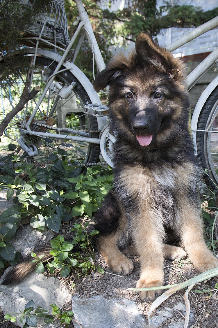 Copyright by Sanja Veljković