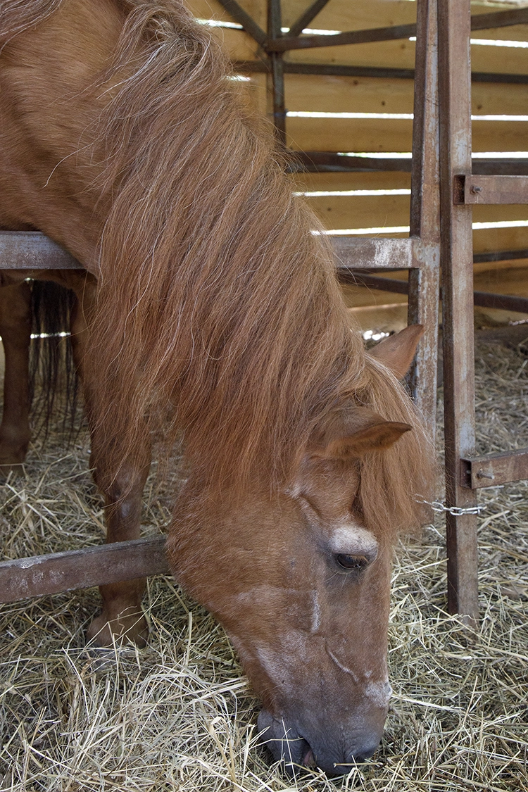 Copyright by Sanja Veljković