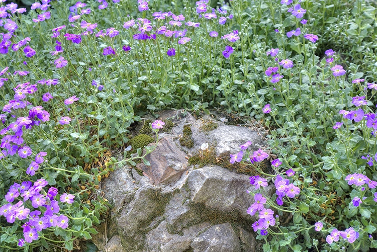 Design At Every Step: Photography And Nature