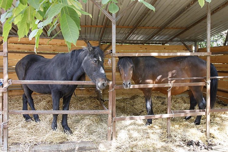 Copyright by Sanja Veljković