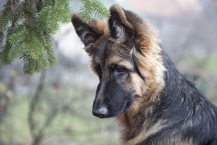 Copyright by Sanja Veljković