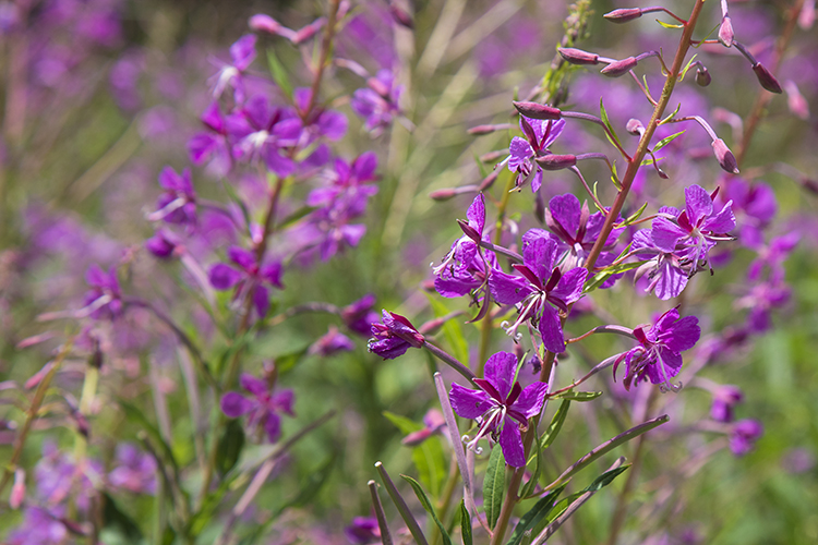 Copyright by Sanja Veljković