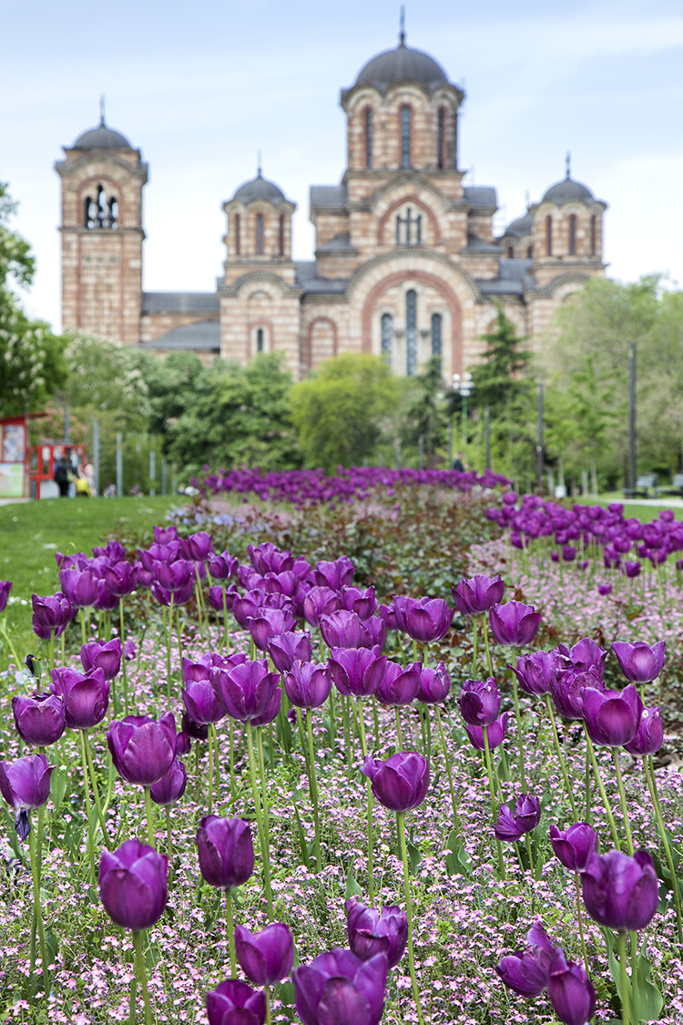 Copyright by Sanja Veljković